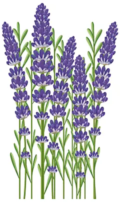 卡通可爱手绘薰衣草植物矢量插画-众图网