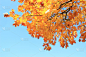 叶子,金色,秋天,天空,美,公园,水平画幅,枝繁叶茂,无人,树梢