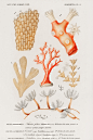 海洋生物：珊瑚