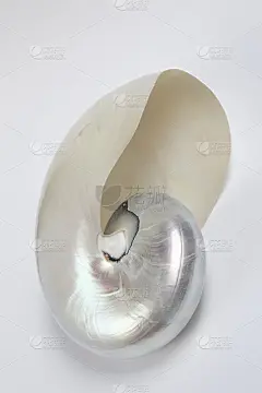 鹦鹉螺小雕像