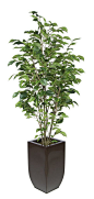 Artificial Green Ficus in Tapered Zinc: 