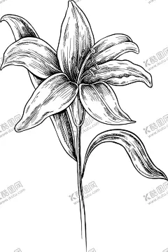 花蕊素描 【酷图网】PNG免抠,植物,花卉,欧美复古,手绘,花朵叶子,装饰图案,素描花朵,黑色白色,线条绘画,涂鸦,向日葵,植物花朵