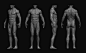 Male anatomy study