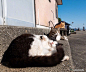 晒太阳 ins:simabossneko ​​​​