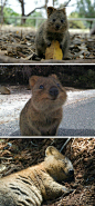 产自澳大利亚的短尾矮袋鼠，这货果真是世界上最开心的动物啊。[转]