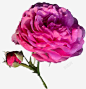 紫色美景花朵蔷薇高清素材 免费下载 页面网页 平面电商 创意素材 png素材