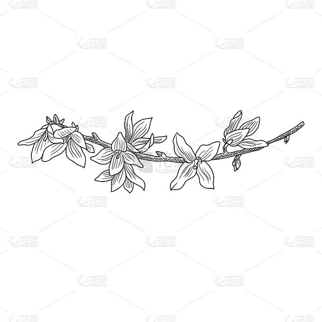 带花连翘的矢量绘枝