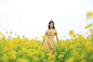 油菜花-