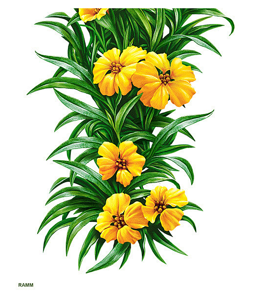 花束
