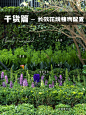 干货篇|长效花境植物配置|选对品种很重要