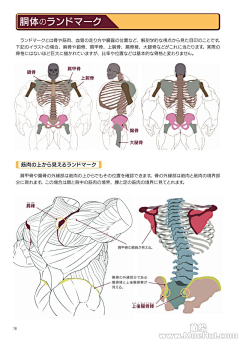 本子猫采集到男 人体