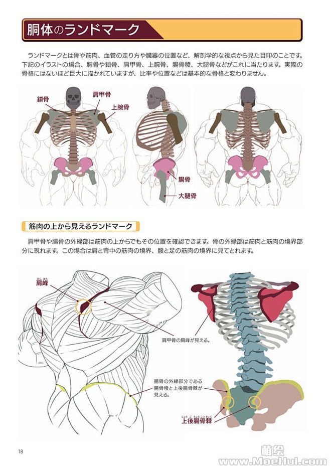 [漫画教程][日文]强壮肌肉的画法[14...