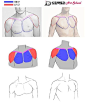 人体参考/胸肌/颈部 人体颈部肌肉素材
花瓣关注原画人，推荐更多精选素材，绘画更有灵感