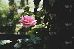 玫瑰,粉色,自然美,贺卡,背景分离,泰国,春天,植物,夏天,节日