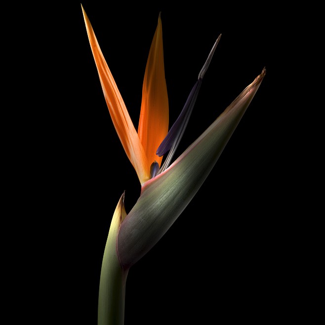 100)Bird of Paradise