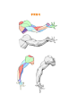 手臂肌肉结构还不会画的宝子看过来 - 小红书