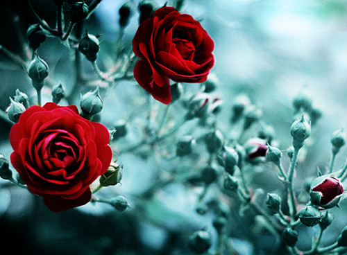 浪漫情人节：送上一束红玫瑰给心爱的人 |...