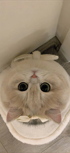挽聊采集到可爱猫