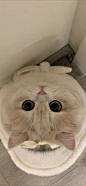 可爱小猫