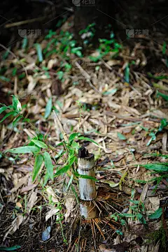 被砍竹子的底部_5219301531