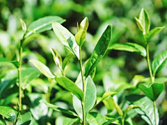 早晨薄霧采集到乌龙《茶》