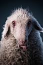 De_Cabron_CGI_Animals_02