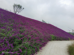 H-种植设计采集到公园景观