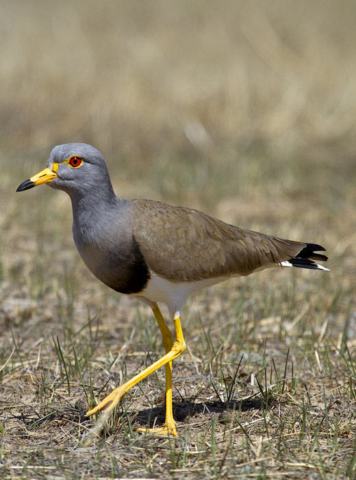 灰头麦鸡鸟纲国家三级保护动物