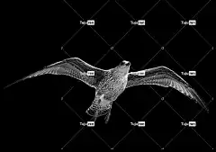 海鸥 美丽的壁纸 壁纸4K 笔记本电脑壁纸 黑色的 白色的 自然