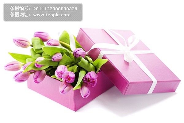 紫色郁金香绿叶礼物盒jpg素材