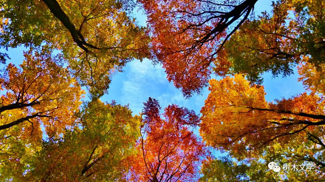 树木中的色彩——秋色叶树篇 : 秋风萧瑟...