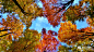 树木中的色彩——秋色叶树篇 : 秋风萧瑟，秋雨寒冷，但秋天的温差击溃了霸道的叶绿素，于是树叶的色彩终于得以呈现。