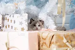 顽皮的猫布娃娃藏在圣诞树下的礼品盒中。猫和新年。圣诞礼物和装饰。蓝眼睛的猫。梦想成真。新年礼物是一只