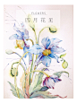 水彩花卉 蓝罂粟－P.PNG