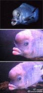 蓝茉莉[g魅眼] （学名Cyrtocara moorii），因为像海豚一样拥有隆起的额头也被成为马拉维湖蓝海豚。尽管如今蓝茉莉已经变为热带鱼交易市场中比较常见的一种，但在他们的原产地马拉维湖却已经濒临灭绝。蓝茉莉让人念念不忘的莫过于它那“性感”的双唇，不知道如果被亲一下是什么样的感觉？

（有重复提示下！~\(≧▽≦)/~啦啦啦
葬花楼楼主◕‿◕ ：http://huaban.com/y-b-w-6-6-6-6-6-6  ）