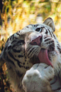 The White Tiger by Sachikant Nanda | (Website)