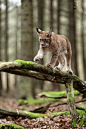 Photograph Lynx by Jiří Míchal on 500px