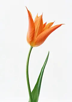 手机端、无线端首页、手机端首页、手机APP首页、淘宝手机端首页、天猫手机端首页、男装手机端首页、女装手机端首页、食品手机端首页、饰品手机端首页、童装手机端首页、母婴手机端首页、电器手机端首页、箱包手机端首页、鞋子手机端首页 无线钻石展位，首焦资源位，创意海报设计，手机端海报，无线钻展，淘宝APP，天猫APP，首焦海报，天猫京东电商活动轮播海报平面设计 男女装 家电数码 电器建材 母婴玩具 箱包女鞋 珠宝首饰 美妆 化妆护肤品 食品 茶 酒 电脑办公
家居背景、家居海报背景、海报背景、家居场景、家装背景、家