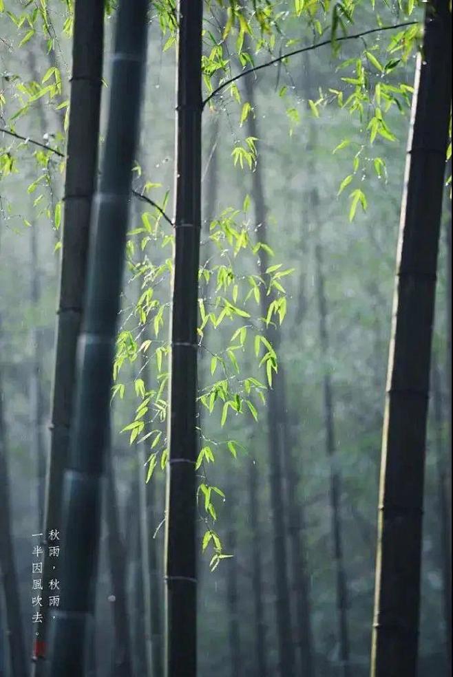 严郑公宅同咏竹〔唐〕杜甫
//
绿竹半含...