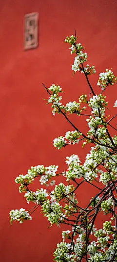 故宫里的春色
“玉容寂寞泪阑干，梨花一枝春带雨。”四月，正是乾承宫梨花盛开之时。洁白如雪的梨花，以红墙为底，点点雪花点缀，流光溢彩，唯美纯净。——故宫#北京