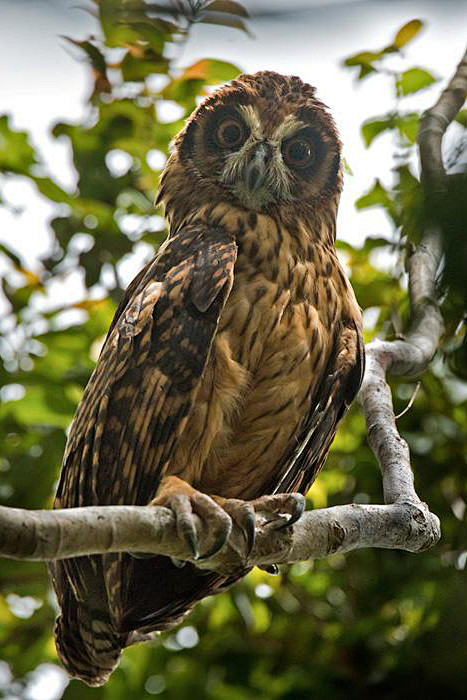 鸮形目鸱鸮科所罗门鸮属所罗门鸮