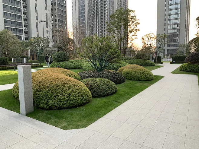 龟背式图片