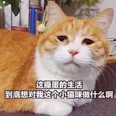 猫咪表情包合集｜你都没有胸，凶什么凶_宠物频道_东方资讯