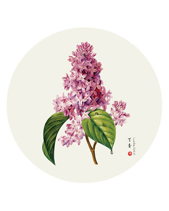 创意如此简单雷杜德花卉插画 - 丁香花 ...