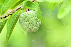 鲜糖苹果在花园里的树上热带水果番荔枝在大自然的绿色背景-番荔枝