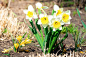 白水仙(narcissus poeticus)