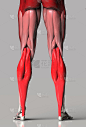 后视图的下半身腿筋，小腿和臀部腿部肌肉3d渲染
