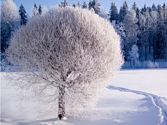 翠玉竹林采集到雪景