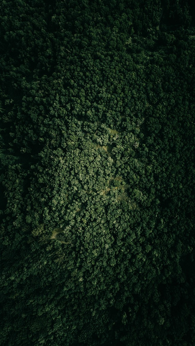 俯拍的绿色森林树木林图片