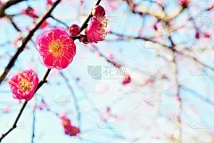 蓝色的天空和红色的梅花命名为藤壶丹